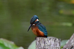 若鳥のエサ狙ってる