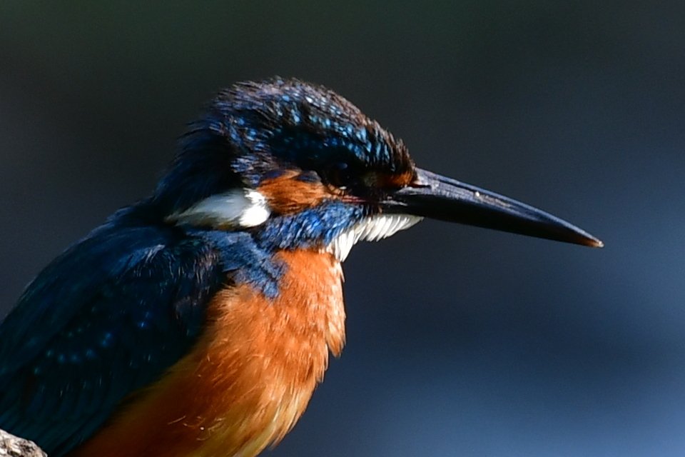 641AAEE3-0578-40CD-8B86-44072E280A58