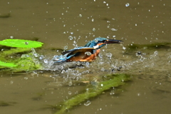 カワセミの水泳1