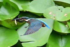 若鳥の羽ばたき1