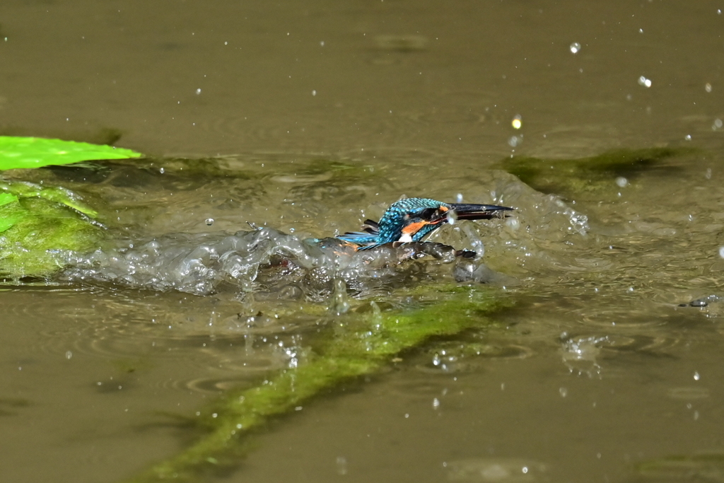 カワセミの水泳2