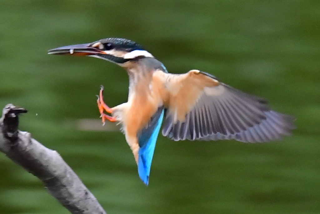 近所のカワセミエサ取り（♀）4