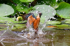 エサ取りました。その1