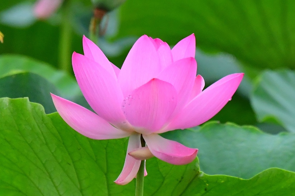 ハス、カワセミ機嫌が悪くとまらず