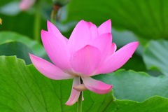 ハス、カワセミ機嫌が悪くとまらず