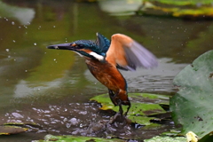 若鳥泥にライブ