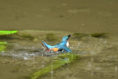 カワセミの水泳3