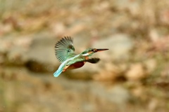 雌のカワセミ飛翔