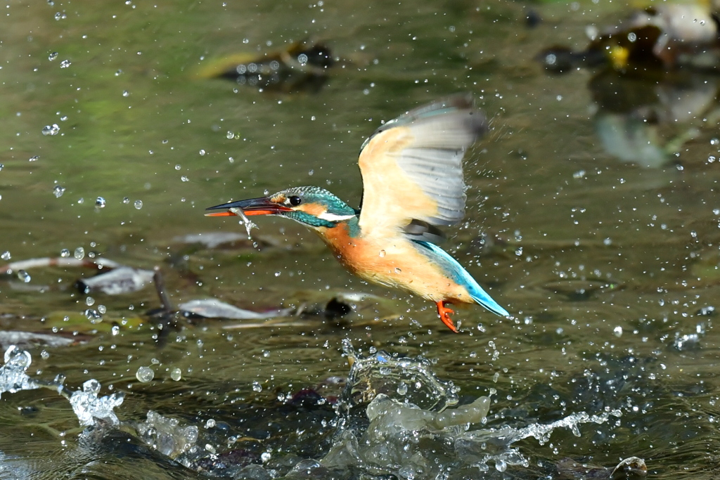 今日のカワセミ　4