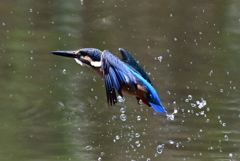 今日のカワセミー３