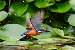 エサ取りました。その3