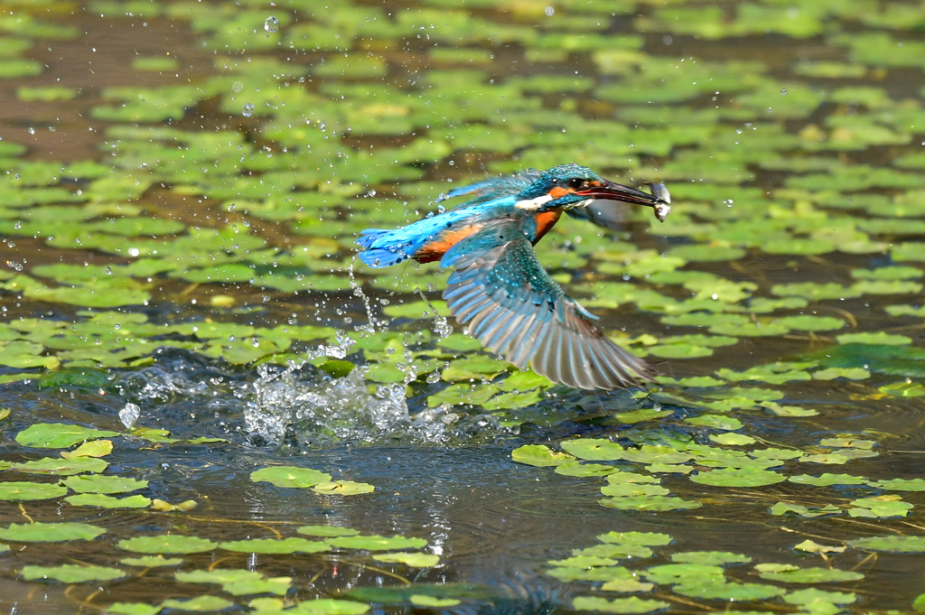 離水