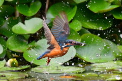 エサ取りました。その2