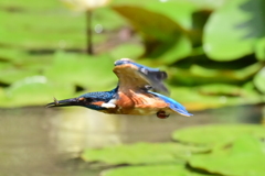 エサ取りからの飛行