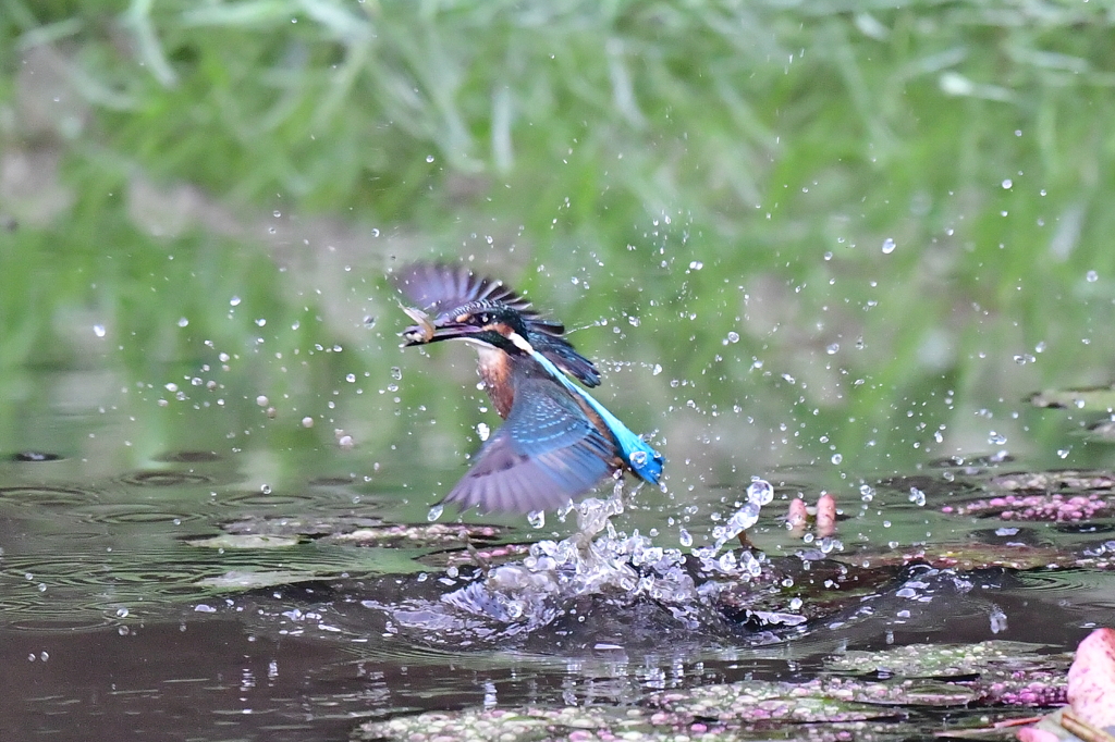 雛子の離水