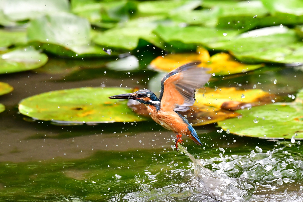 離水
