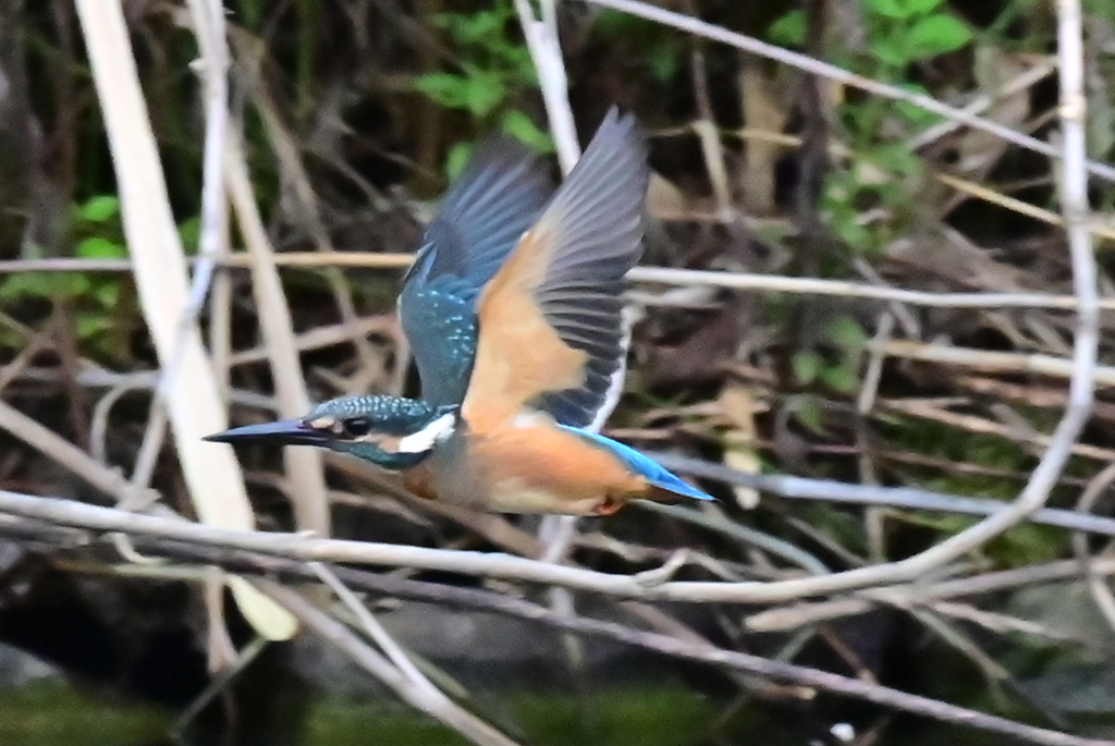 若鳥の羽ばたき