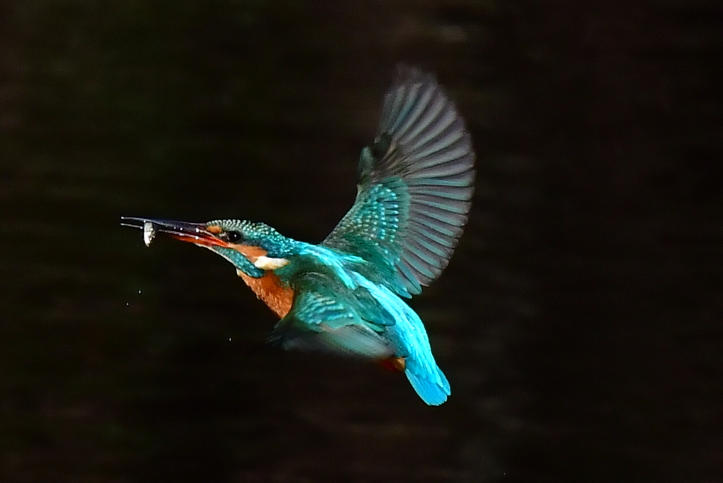 N池のカワセミ１