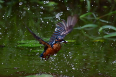 エサ取りました1