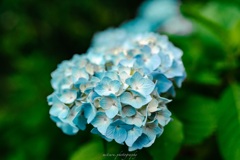 紫陽花