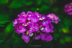紫陽花