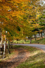 蓼科の紅葉