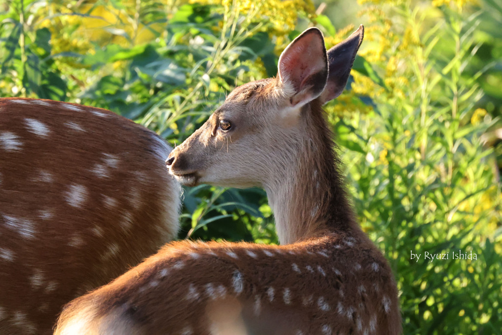 クリスタルレンズ