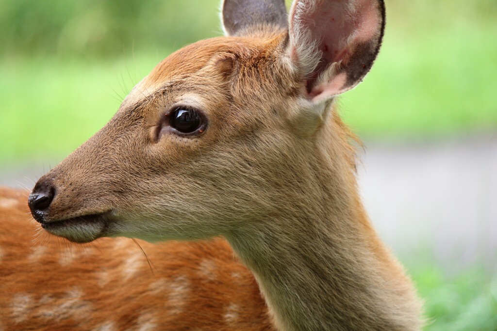 野生動物もしっかりとダニが
