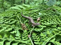 カナチョロ