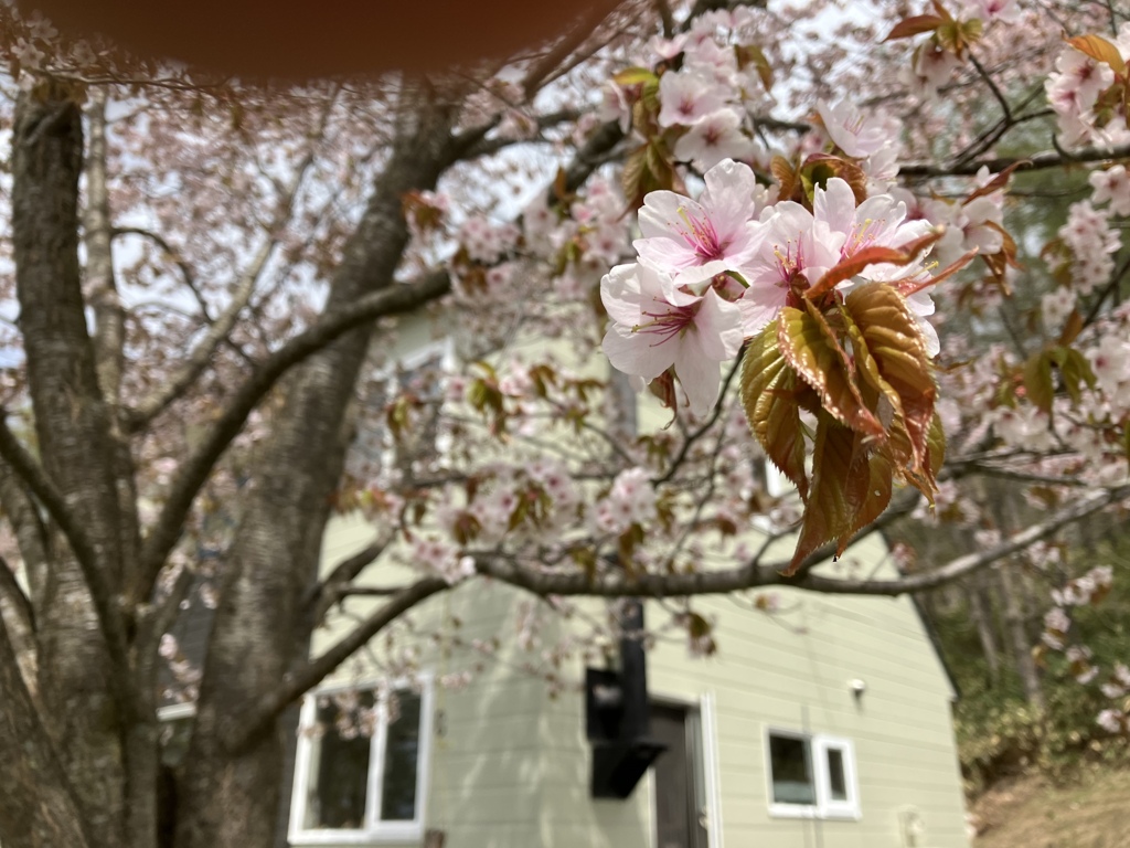 桜の想い