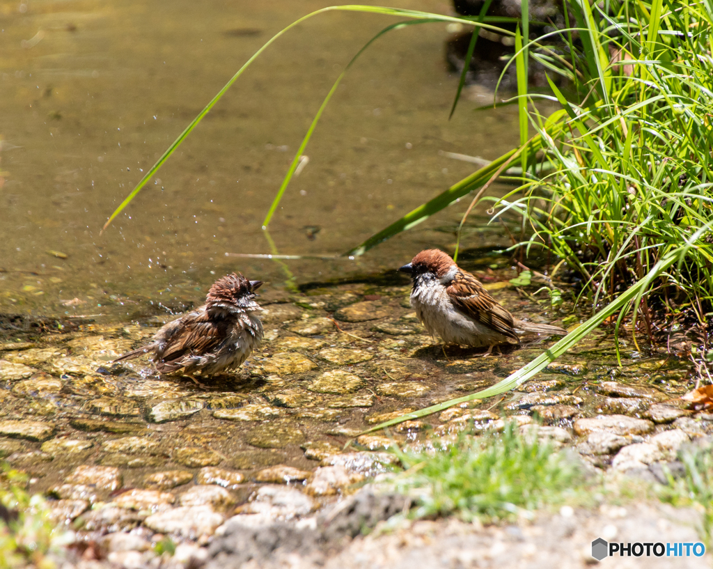 スズメの水浴び