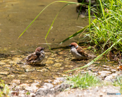 スズメの水浴び