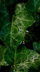 梅雨明けの　滴る青葉　いと涼し