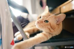 ねこ