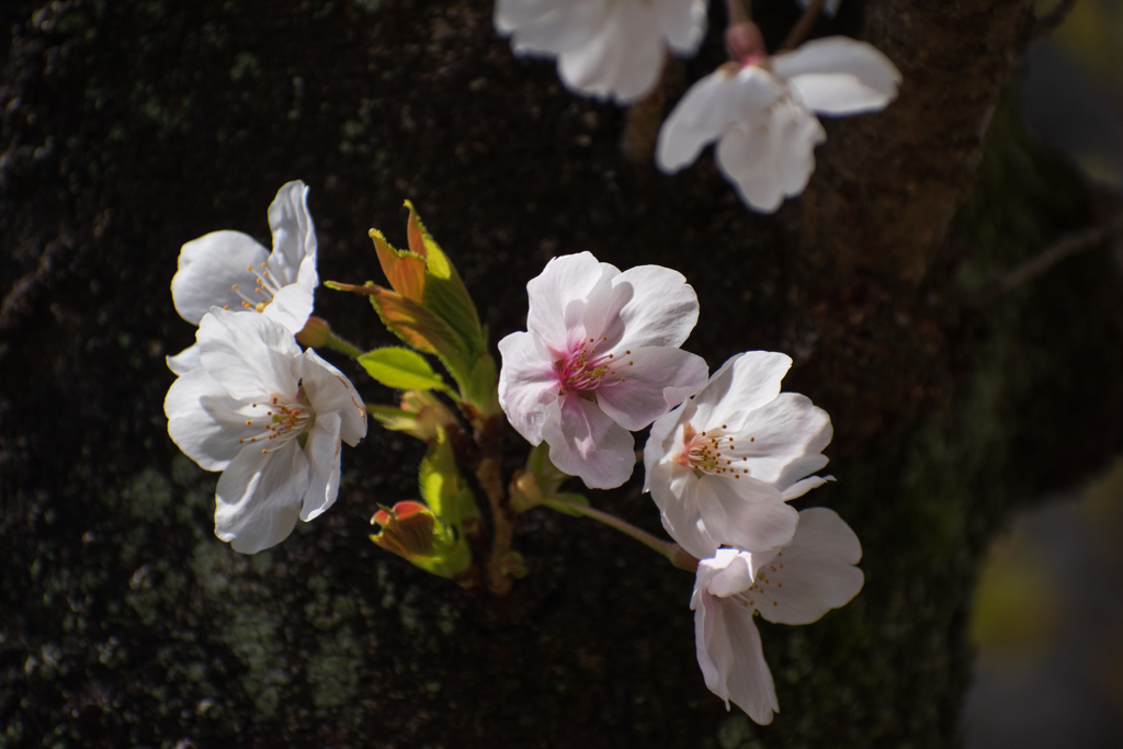 桜～桜～