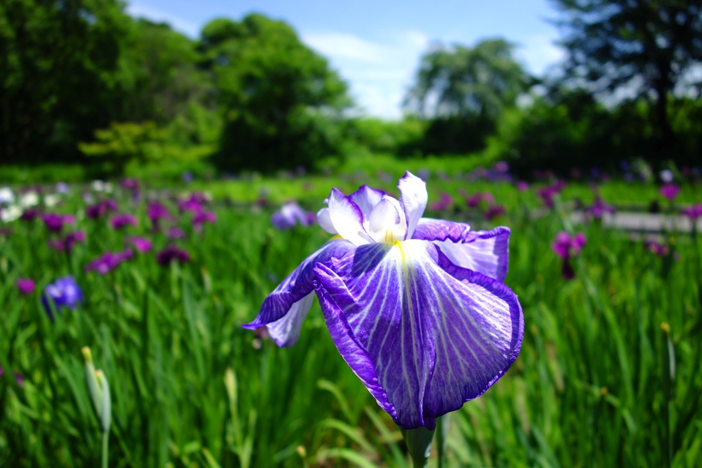 花菖蒲