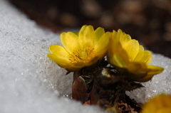 雪解け