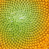 模様