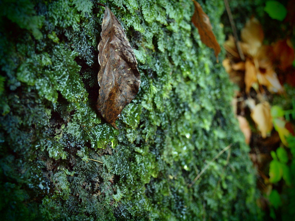Autumn on the Moss.
