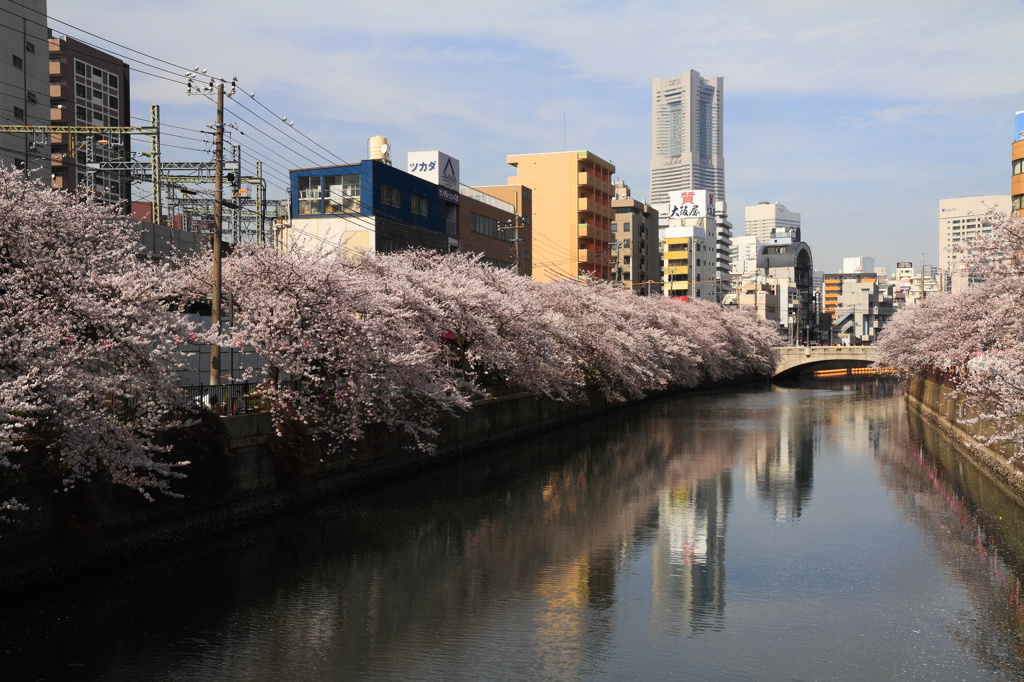 Sakura Promenade