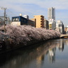Sakura Promenade