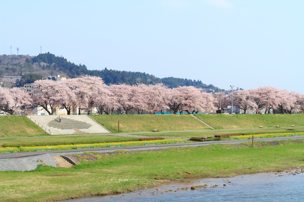 木登り