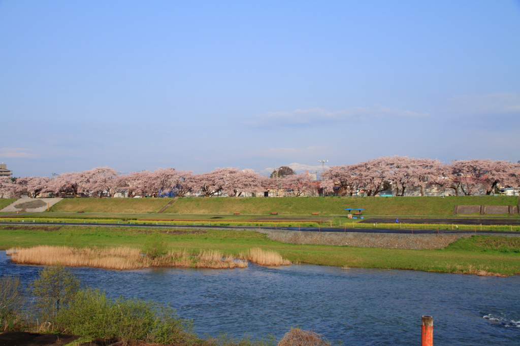 桜越しの須川岳(栗駒山）