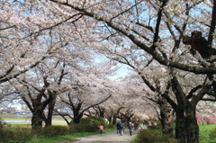Endless Sakura Road