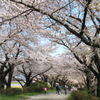 Endless Sakura Road