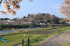 山川桜