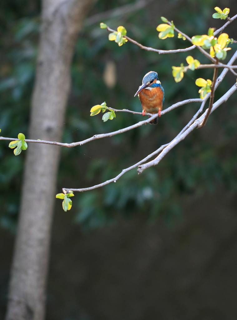 新芽の枝にたたずむ