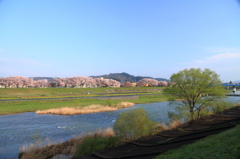 桜越しの蘭梅山