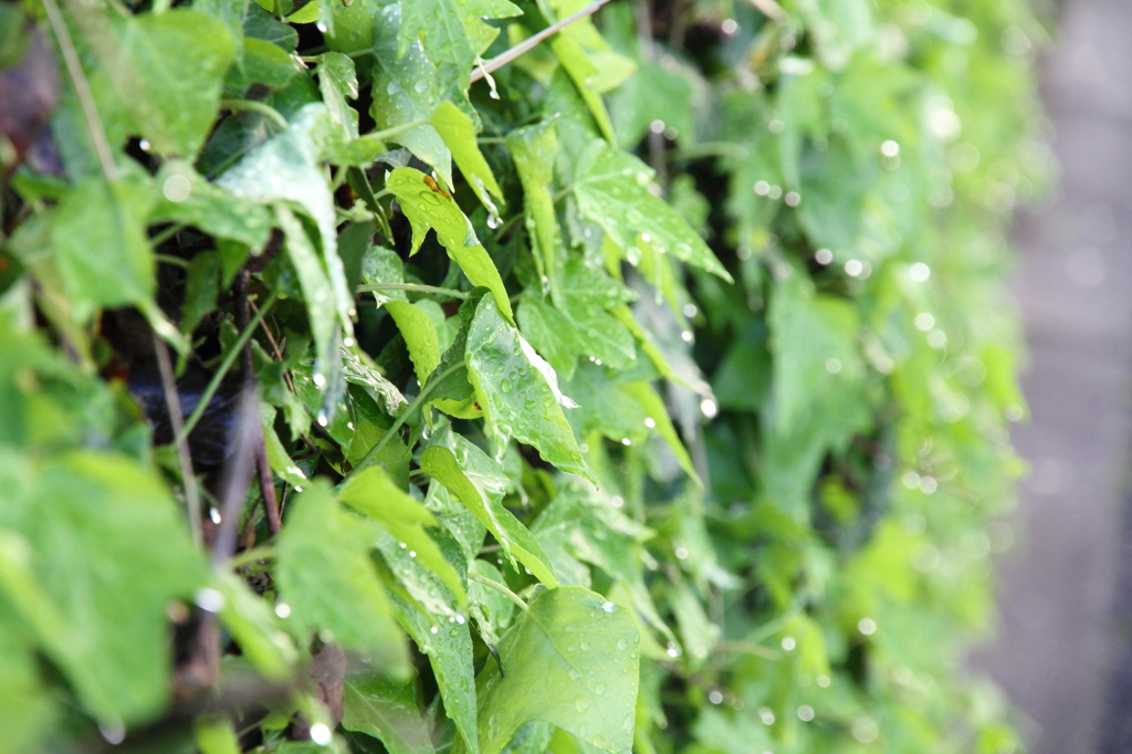 雨のち晴れ②