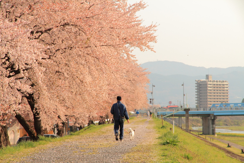 最後のサクラ